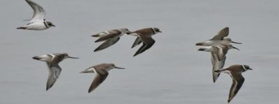 Zanzibar waders in flight