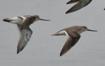 Zanzibar waders in flight