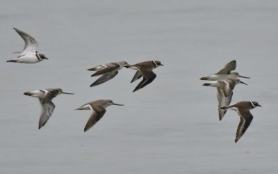 Zanzibar waders in flight