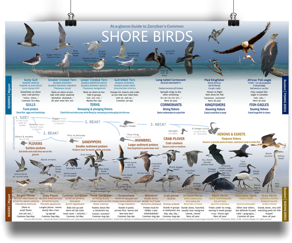 sanderling-common-shorebirds-on-florida-beaches-blog-the-beach